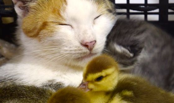 goosebumpmoment about video of a cat who adopts cute baby ducks